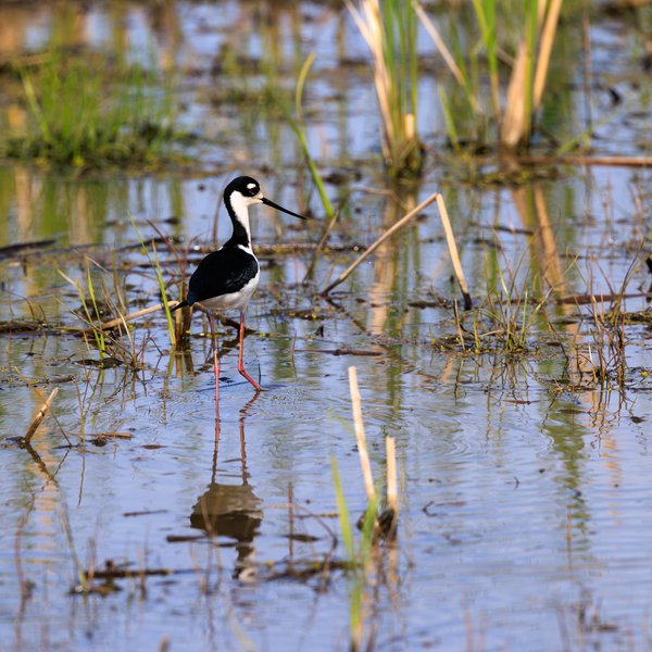 Black-necked Stilt
