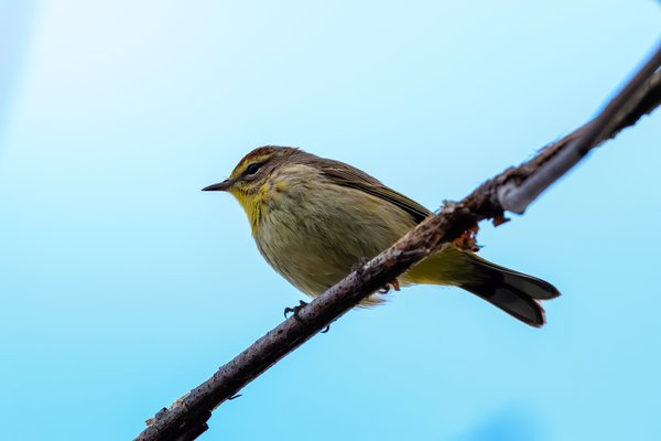 Palm Warbler