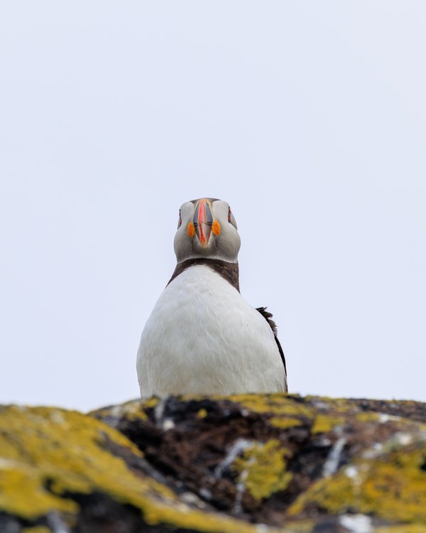 Atlantic Puffin
