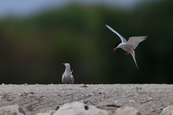 Common Tern