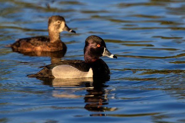 Ring-necked Duck