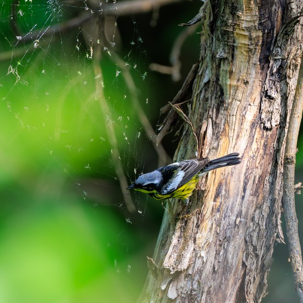 Magnolia Warbler