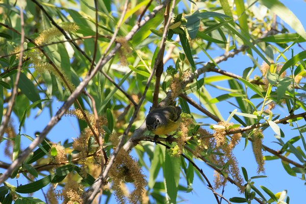 Nashville Warbler