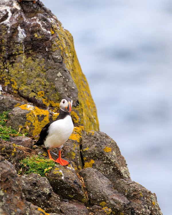 Atlantic Puffin