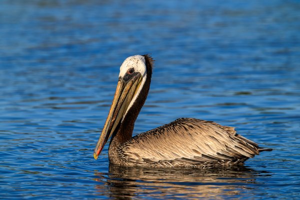 Brown Pelican