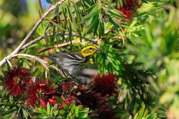 Townsend's Warbler
