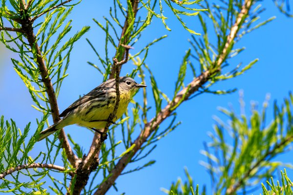 Yellow-rumped Warbler
