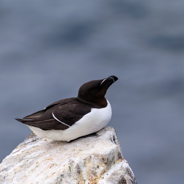 Razorbill
