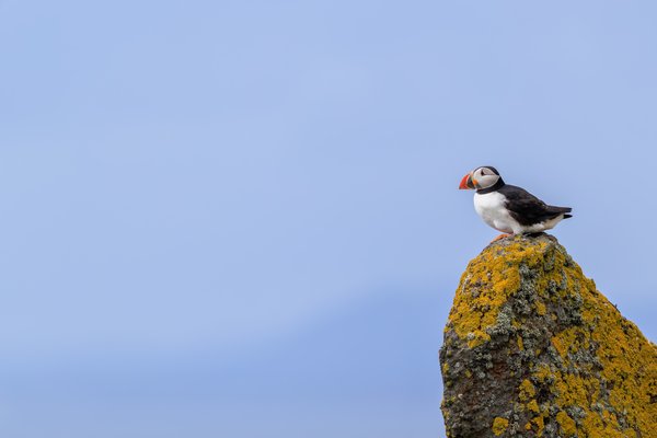 Atlantic Puffin