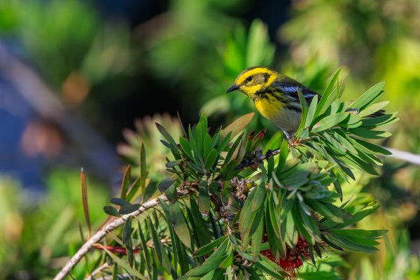 Townsend's Warbler