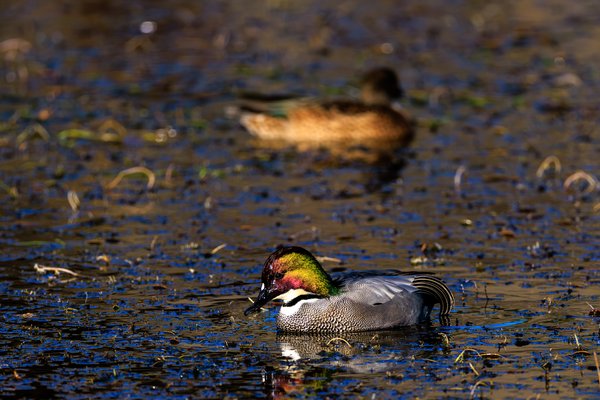 Falcated Duck