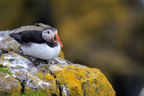 Atlantic Puffin