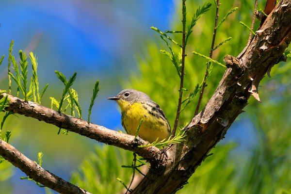 Kirtland's Warbler