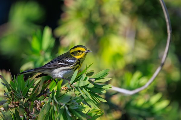 Townsend's Warbler