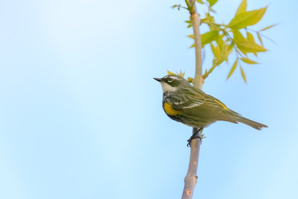 Yellow-rumped Warbler