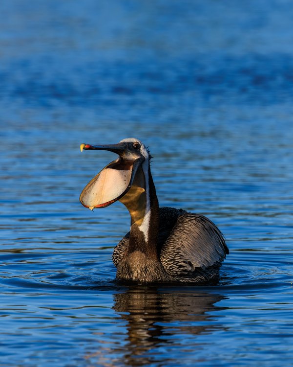 Brown Pelican
