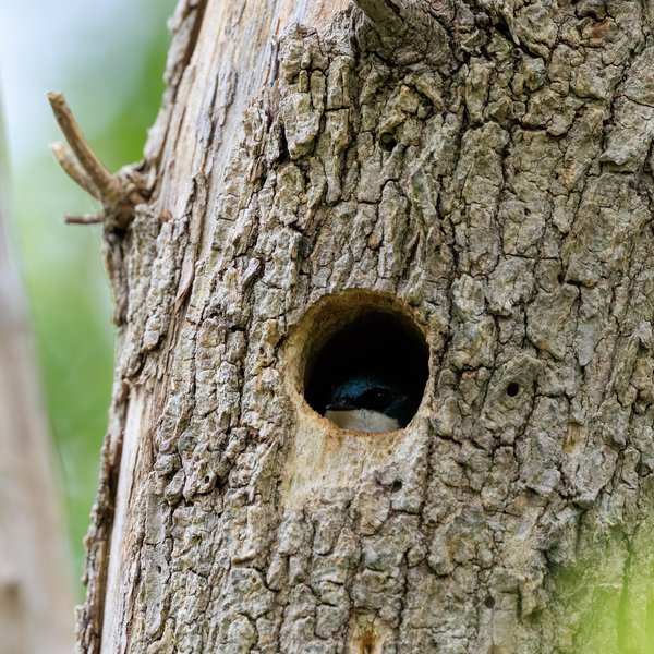 Tree Swallow