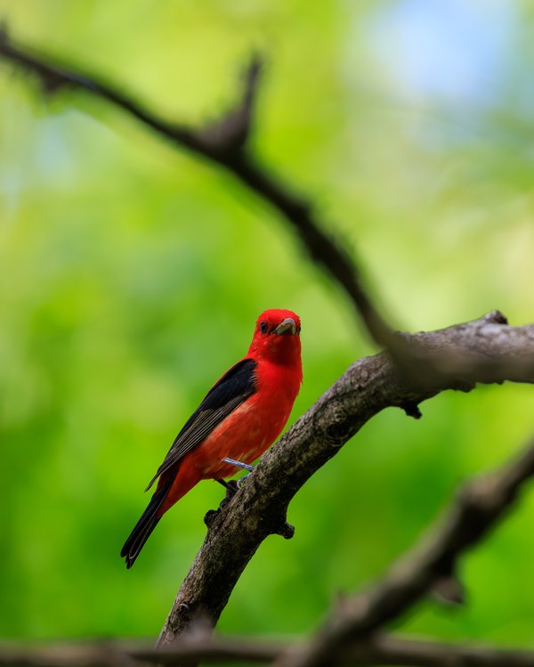 Scarlet Tanager