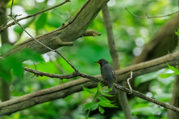 Canada Warbler
