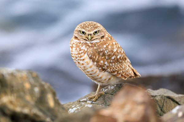 Burrowing Owl