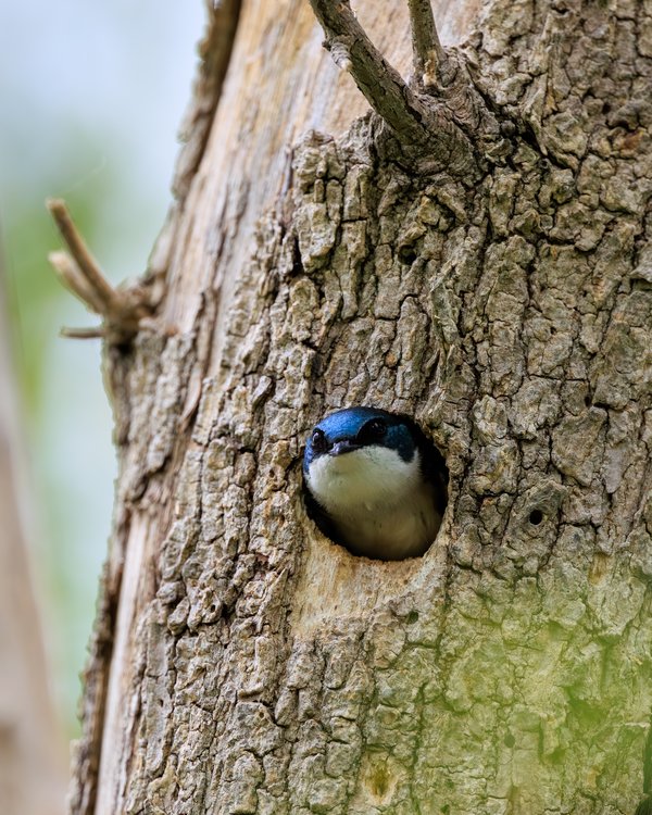 Tree Swallow