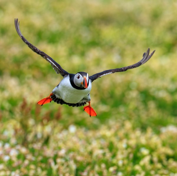 Atlantic Puffin