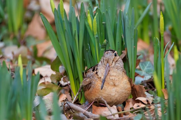 American Woodcock