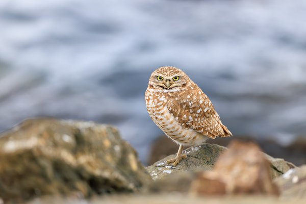 Burrowing Owl