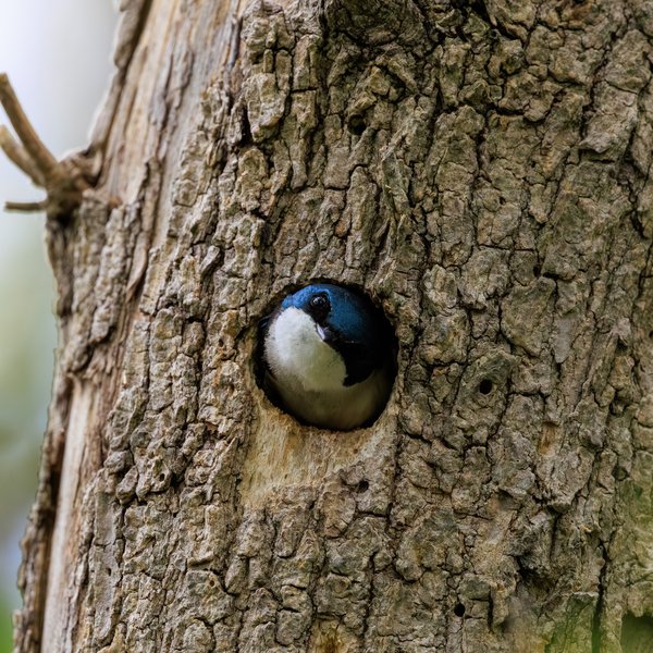 Tree Swallow