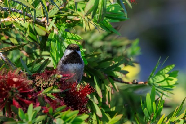 Chestnut-backed Chickadee