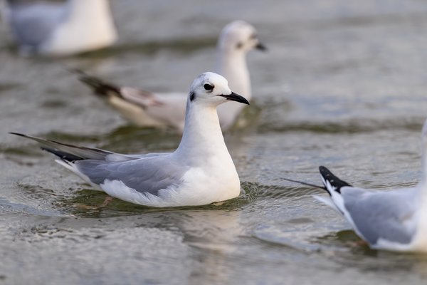 Bonaparte's Gull