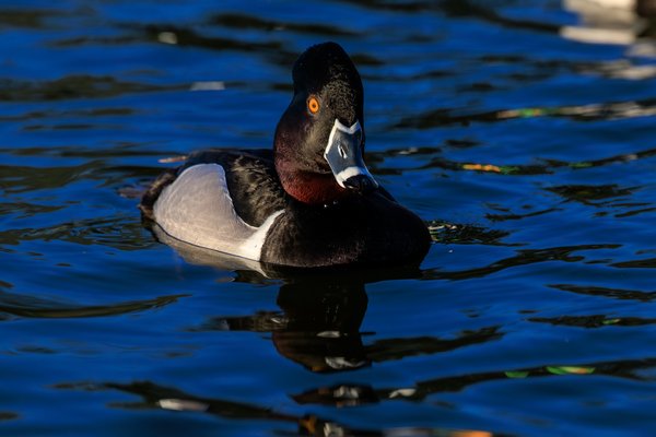 Ring-necked Duck