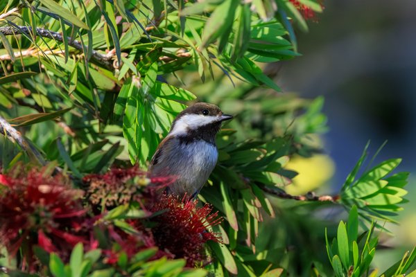 Chestnut-backed Chickadee
