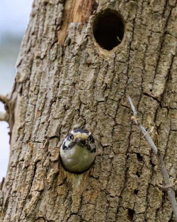 Downy Woodpecker
