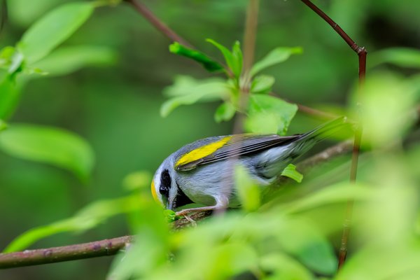 Golden-winged Warbler