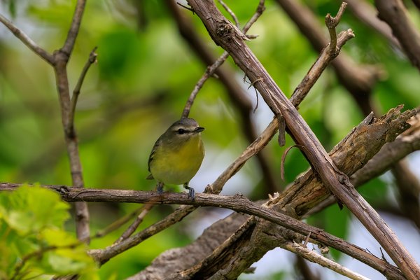 Philadelphia Vireo