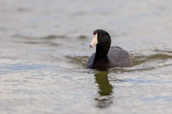 American Coot