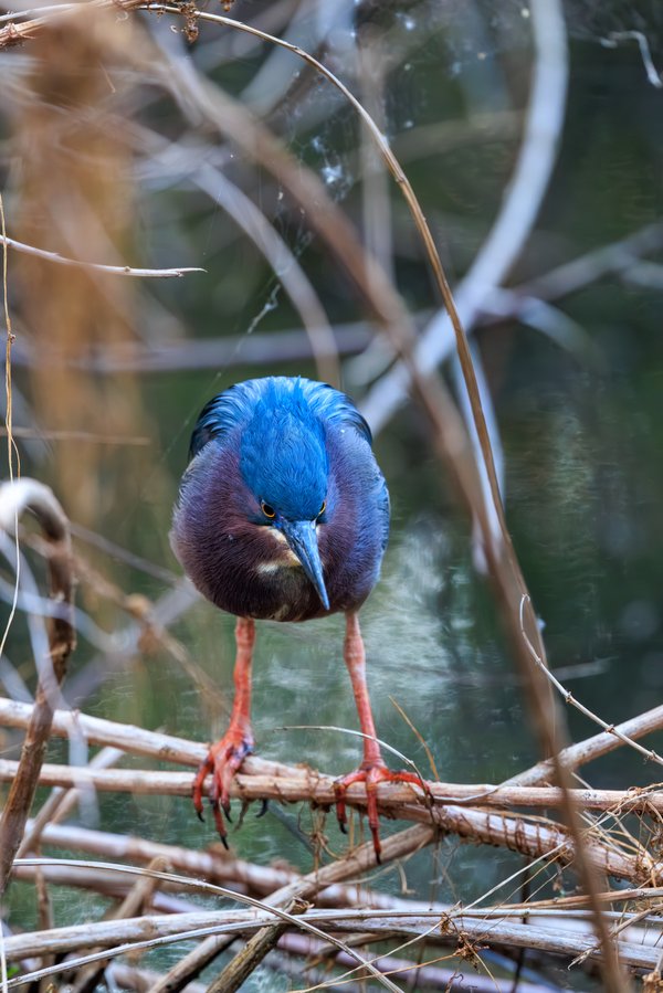 Green Heron