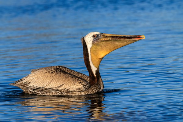 Brown Pelican