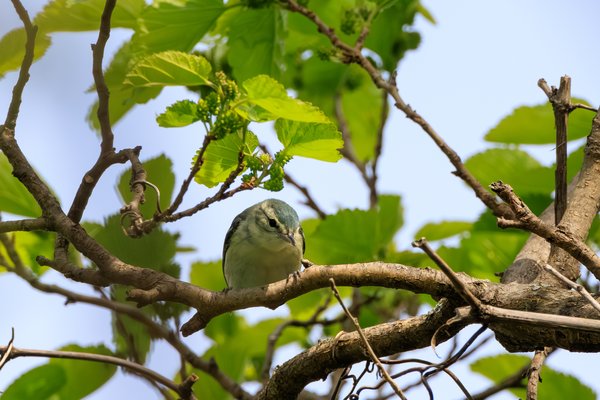 Cerulean Warbler