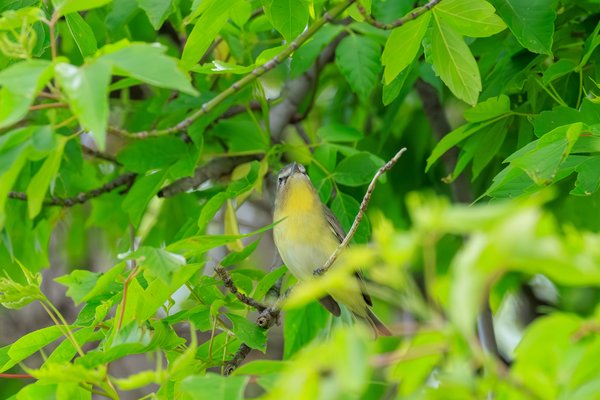 Philadelphia Vireo