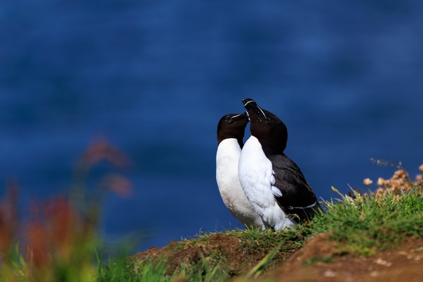 Razorbill