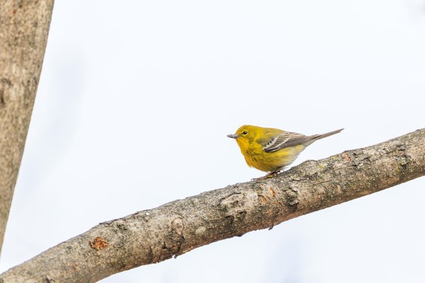 Pine Warbler