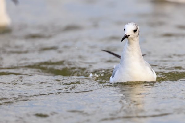 Bonaparte's Gull