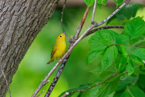 Northern Yellow Warbler