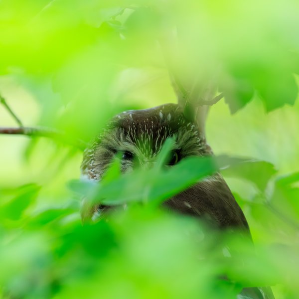 Northern Saw-whet Owl