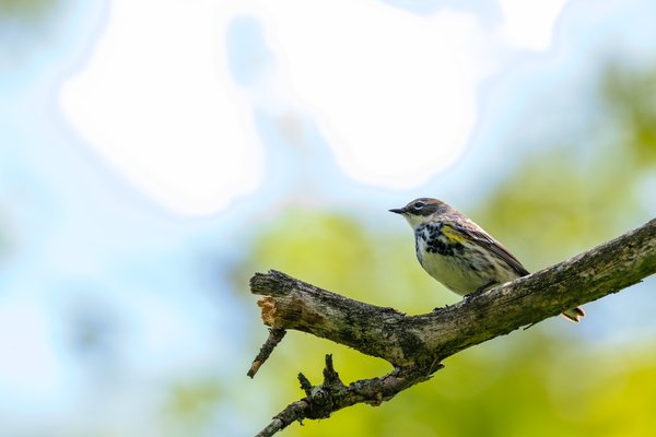 Yellow-rumped Warbler