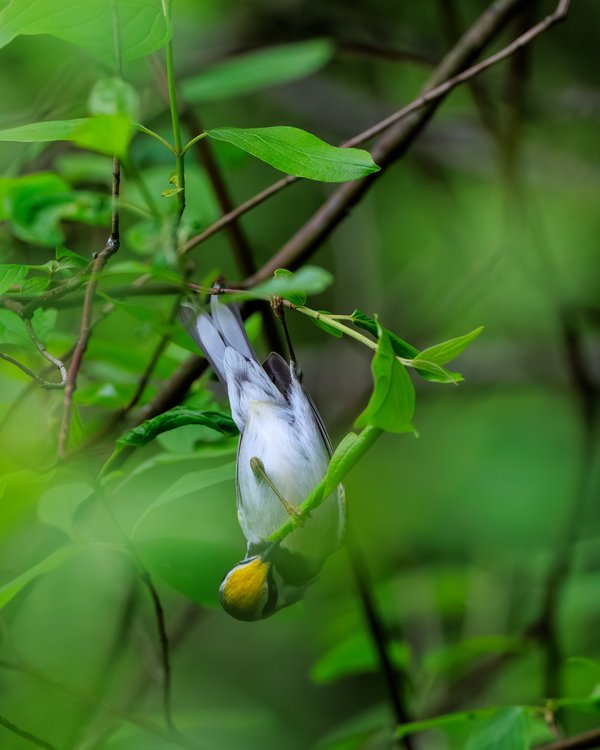 Golden-winged Warbler