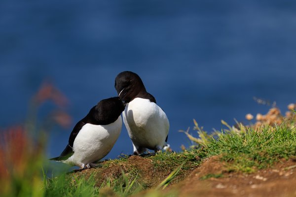 Razorbill