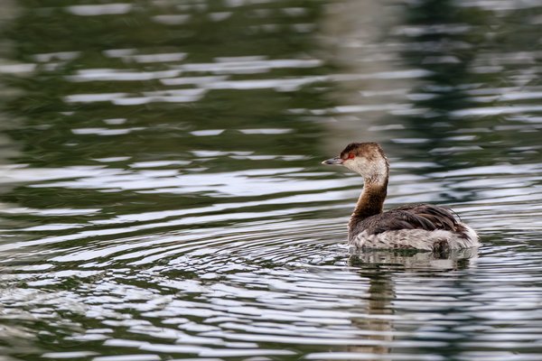 Eared Grebe